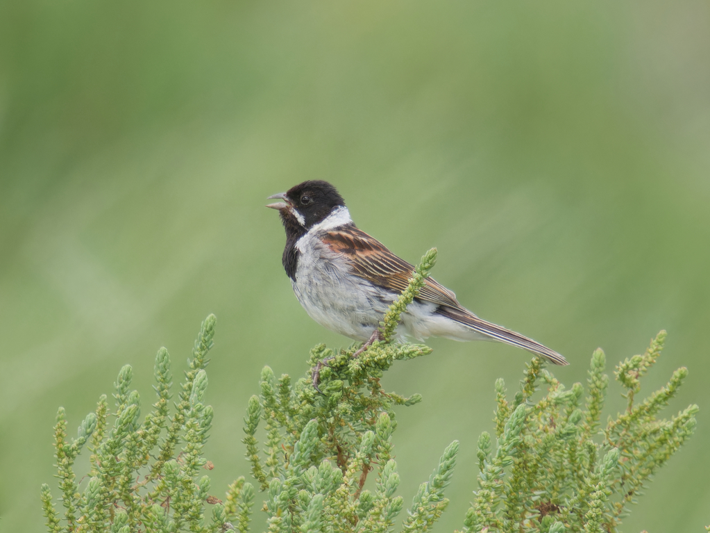 Photo of Reed Bunting